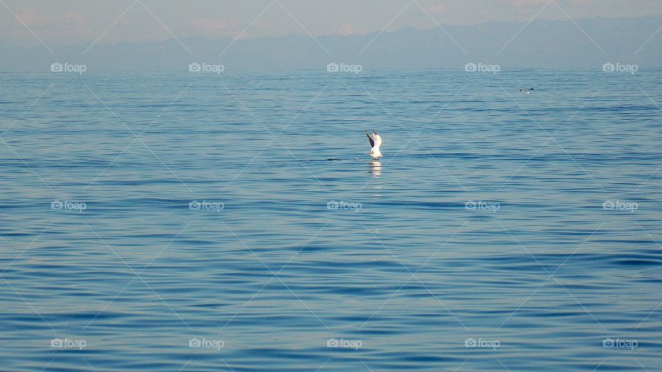 Take off! Silver gulls leave lake Baikal.