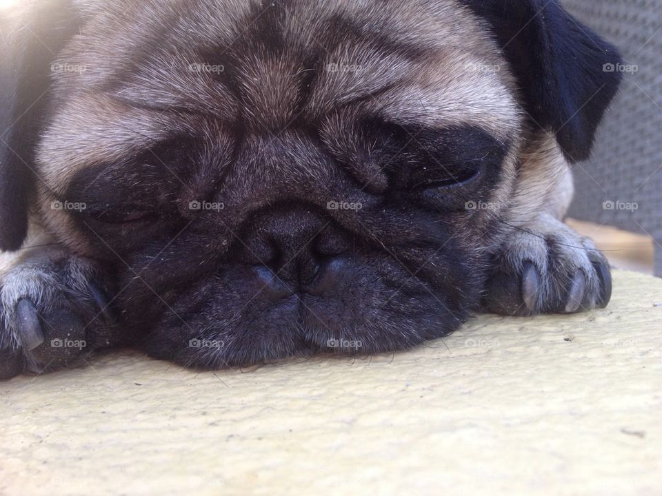 Sleepy Pug