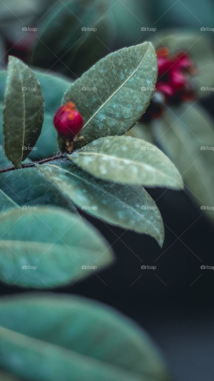 close-up shot of a plant outside the garden