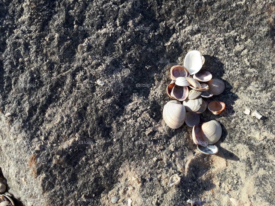 Grey rock with white shells