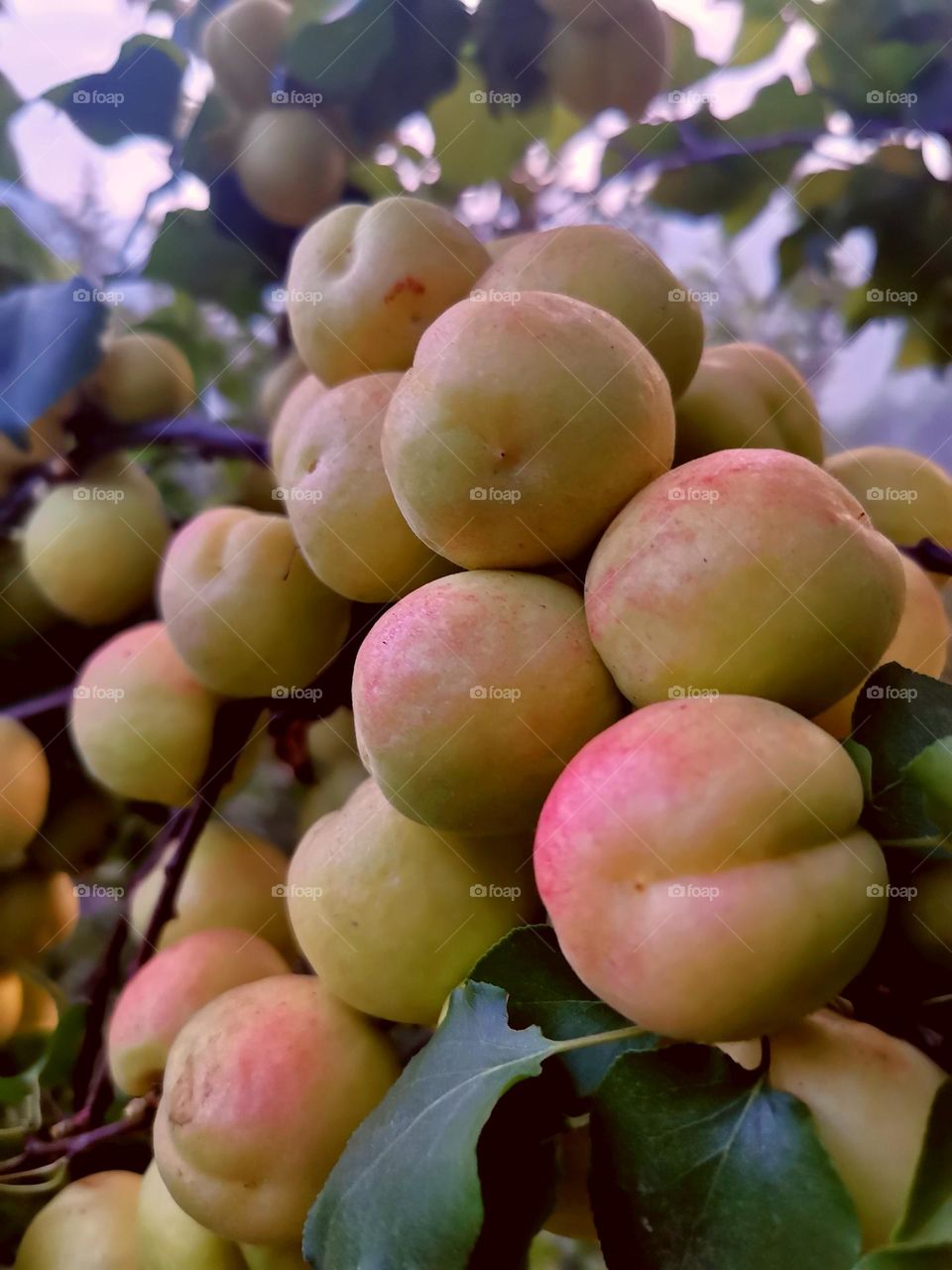 Apricot Ripening
