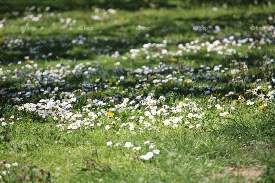 spring flowers