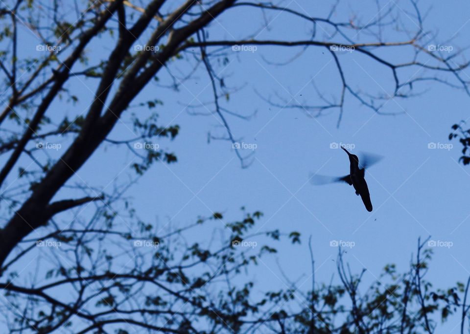 Hummingbird at dawn 