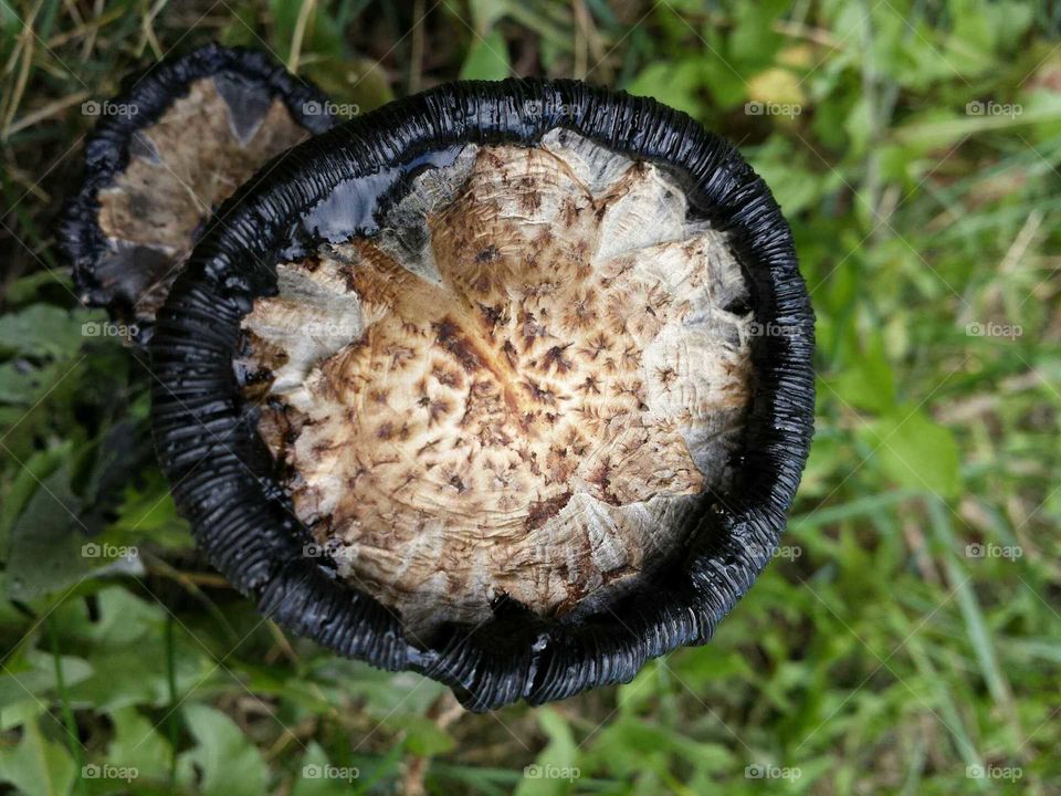 Mushroom flat top