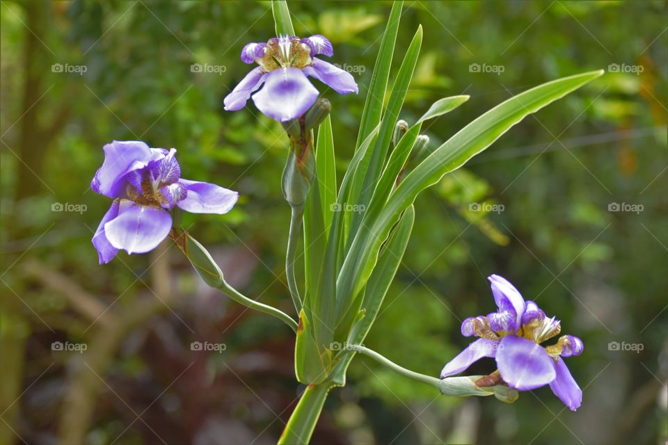 Three purple flowers / Três Flores roxas