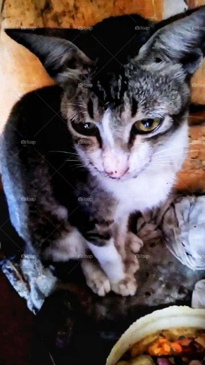 The cat's style is very cute, it makes you happy