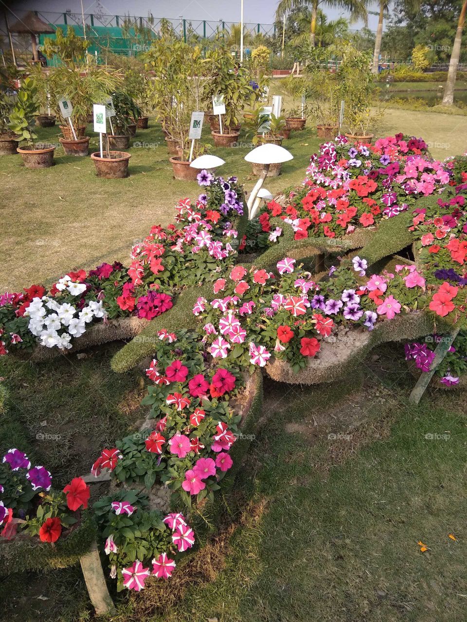 flower garden