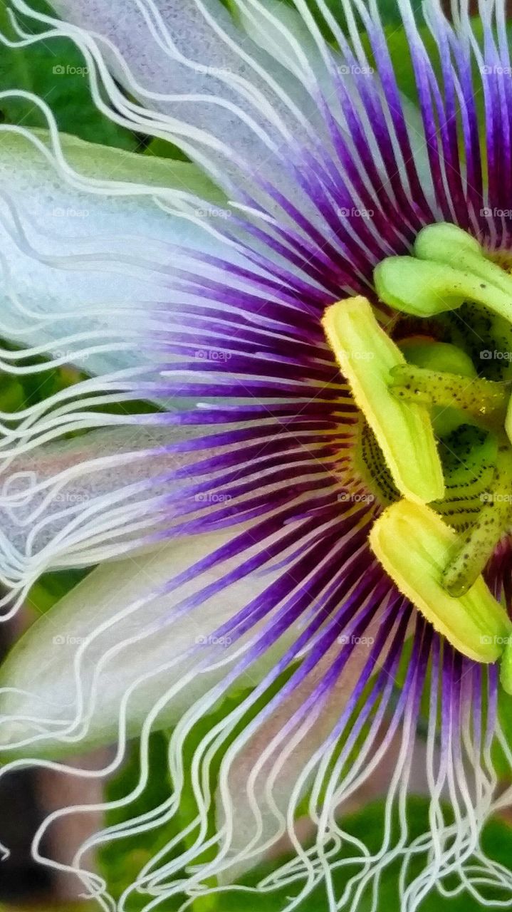 Purple Passion Flower. Passion flowers blooming on the vines in the garden.