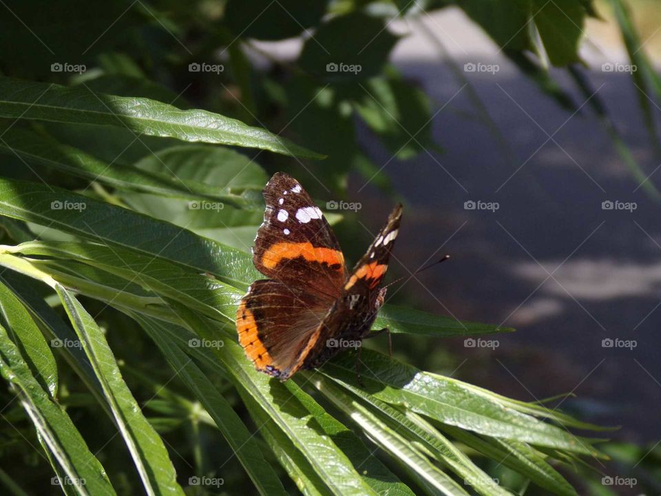 Schmetterling auf Blättern