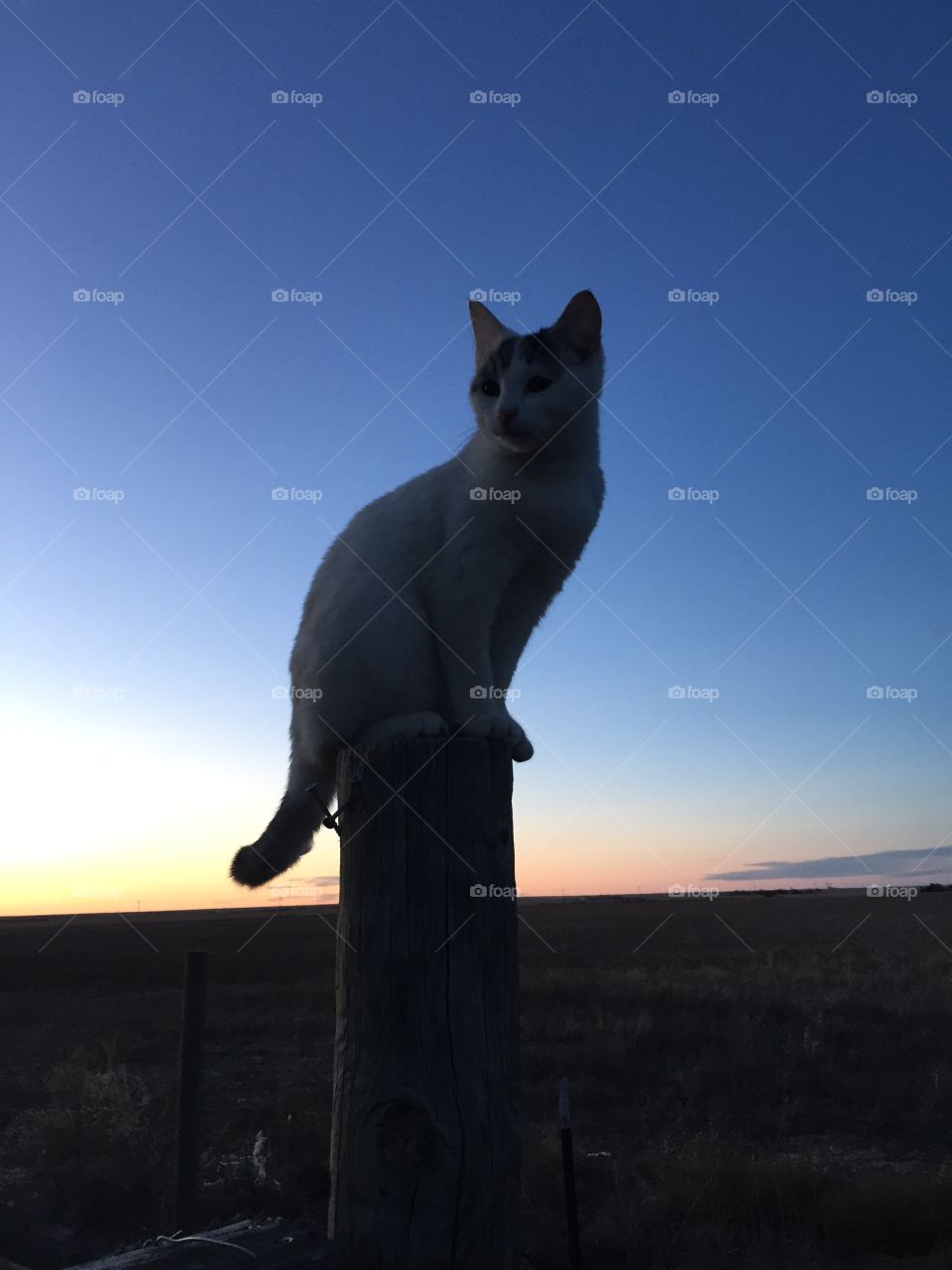 Barn cat sitting on a post 