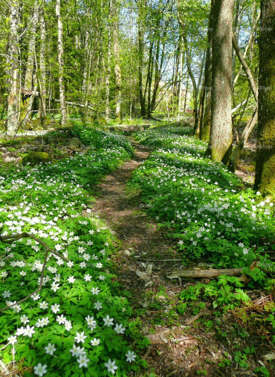 Anemones flower in forest