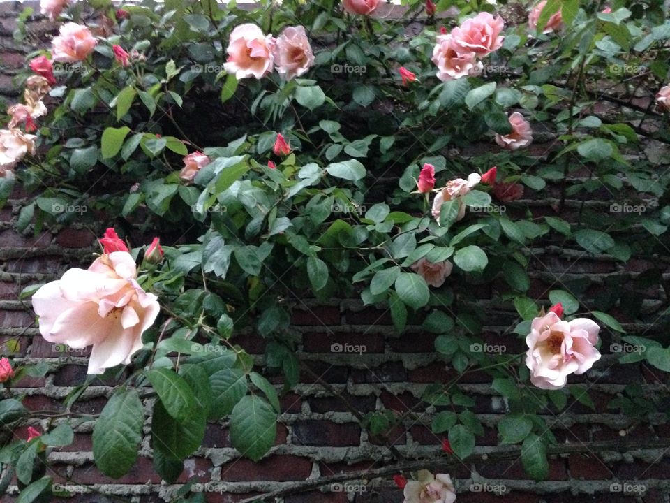 Tender pink flowers blooming 