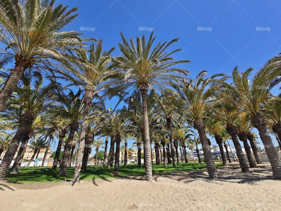 palmeras3
