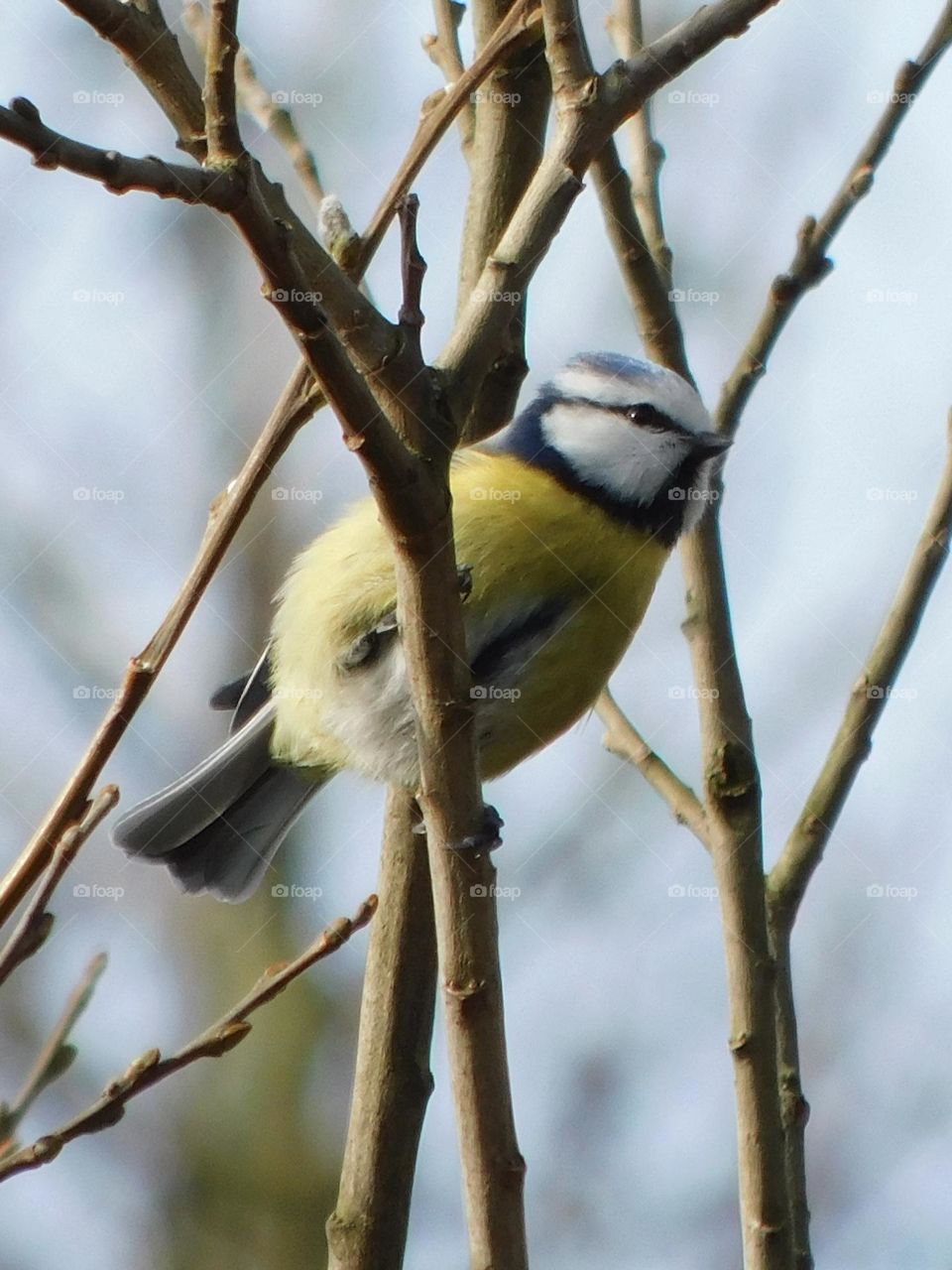 Blue tit