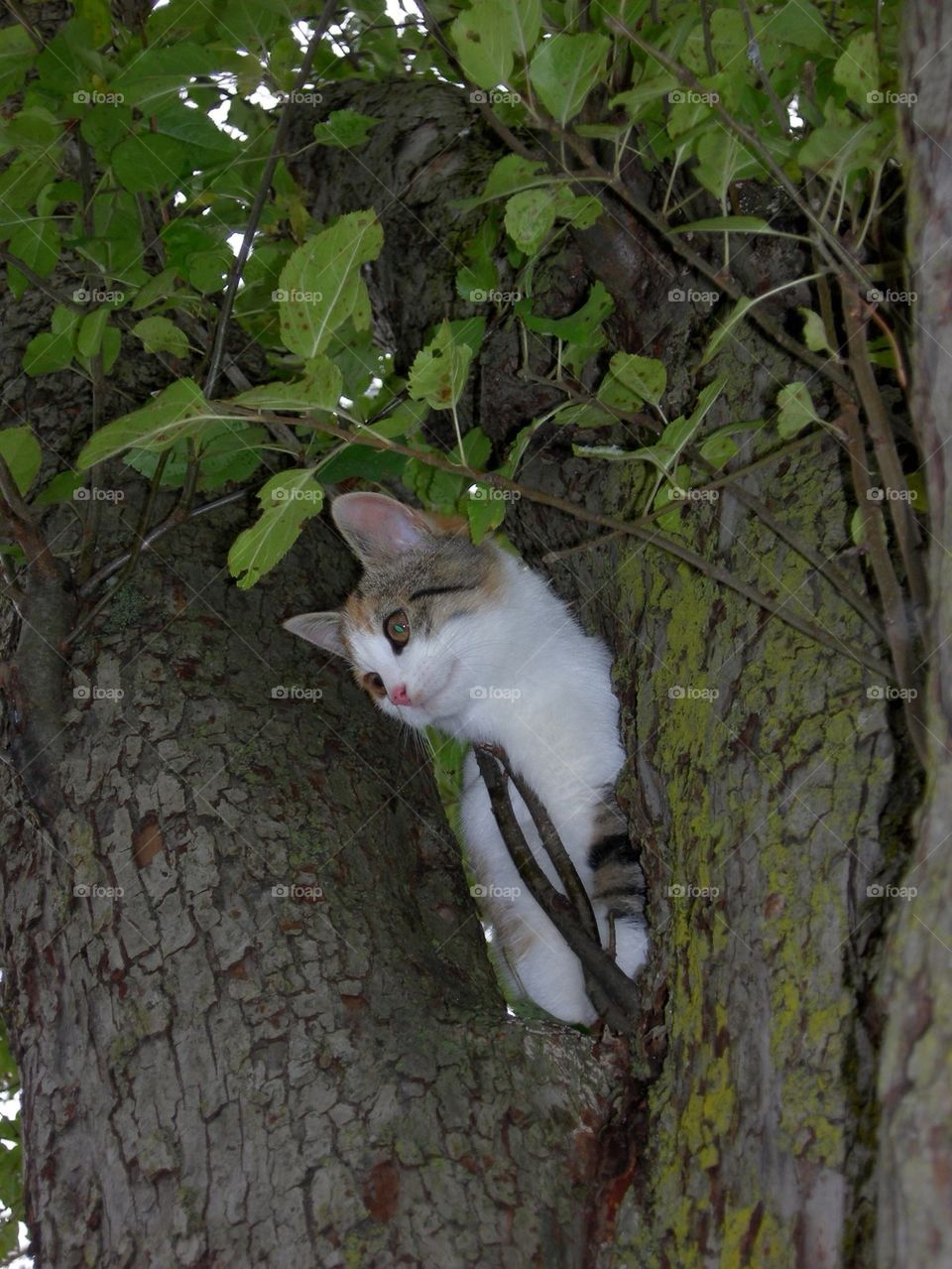 Up a Tree