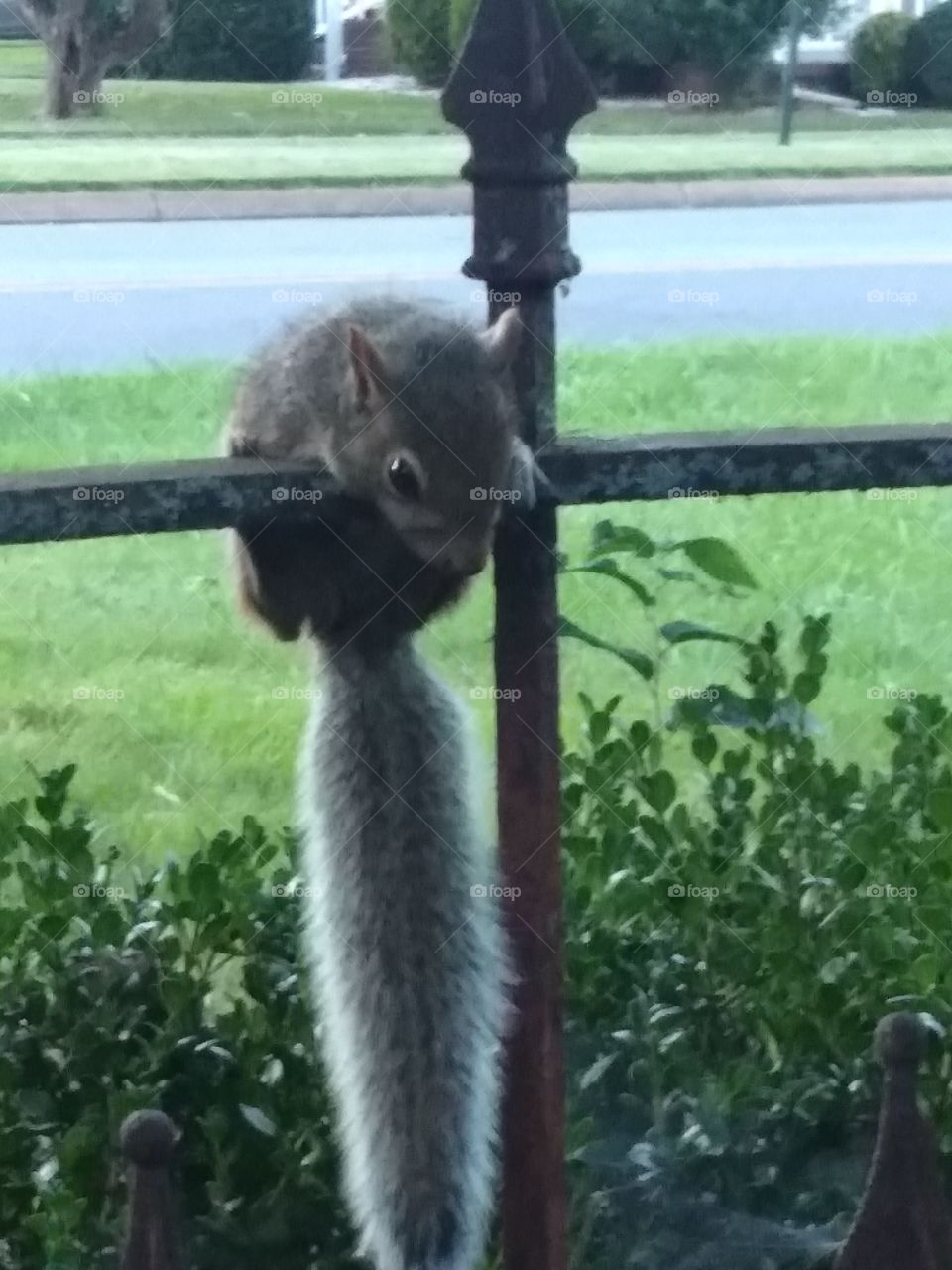 Lil baby squirrel hangin on a fence scared to death of the cat next door.