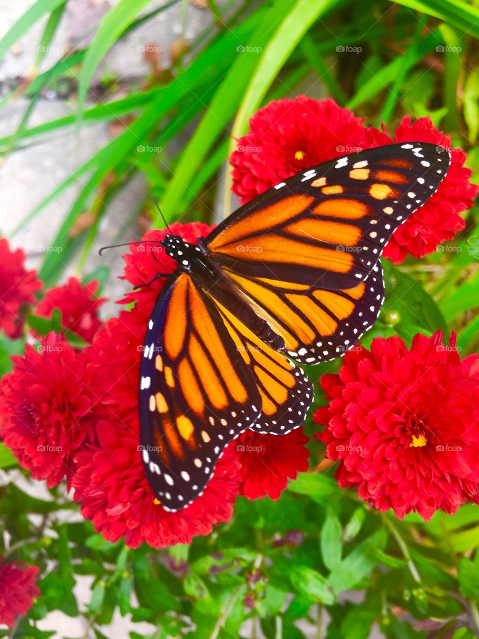 Butterflies,insects 