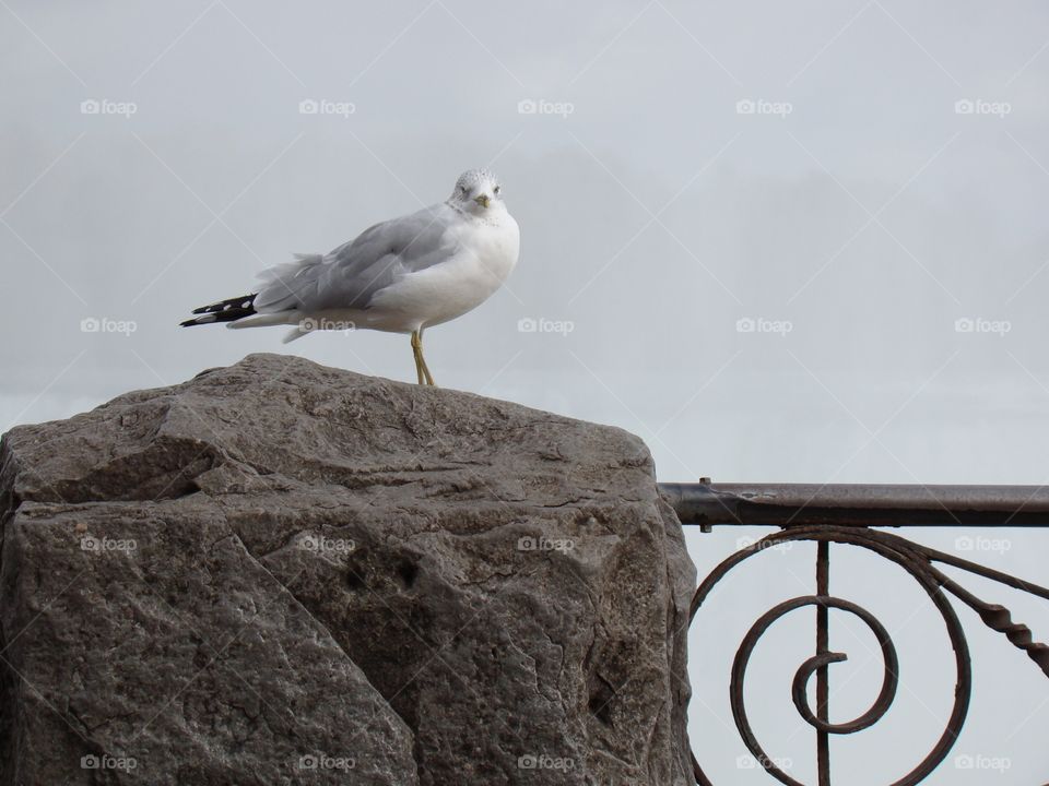 Bird, Sea, No Person, Water, Sky