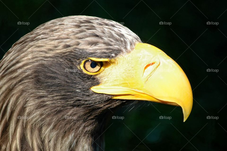 Eagle. 