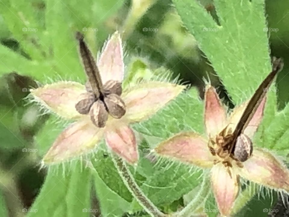 Wild flowers