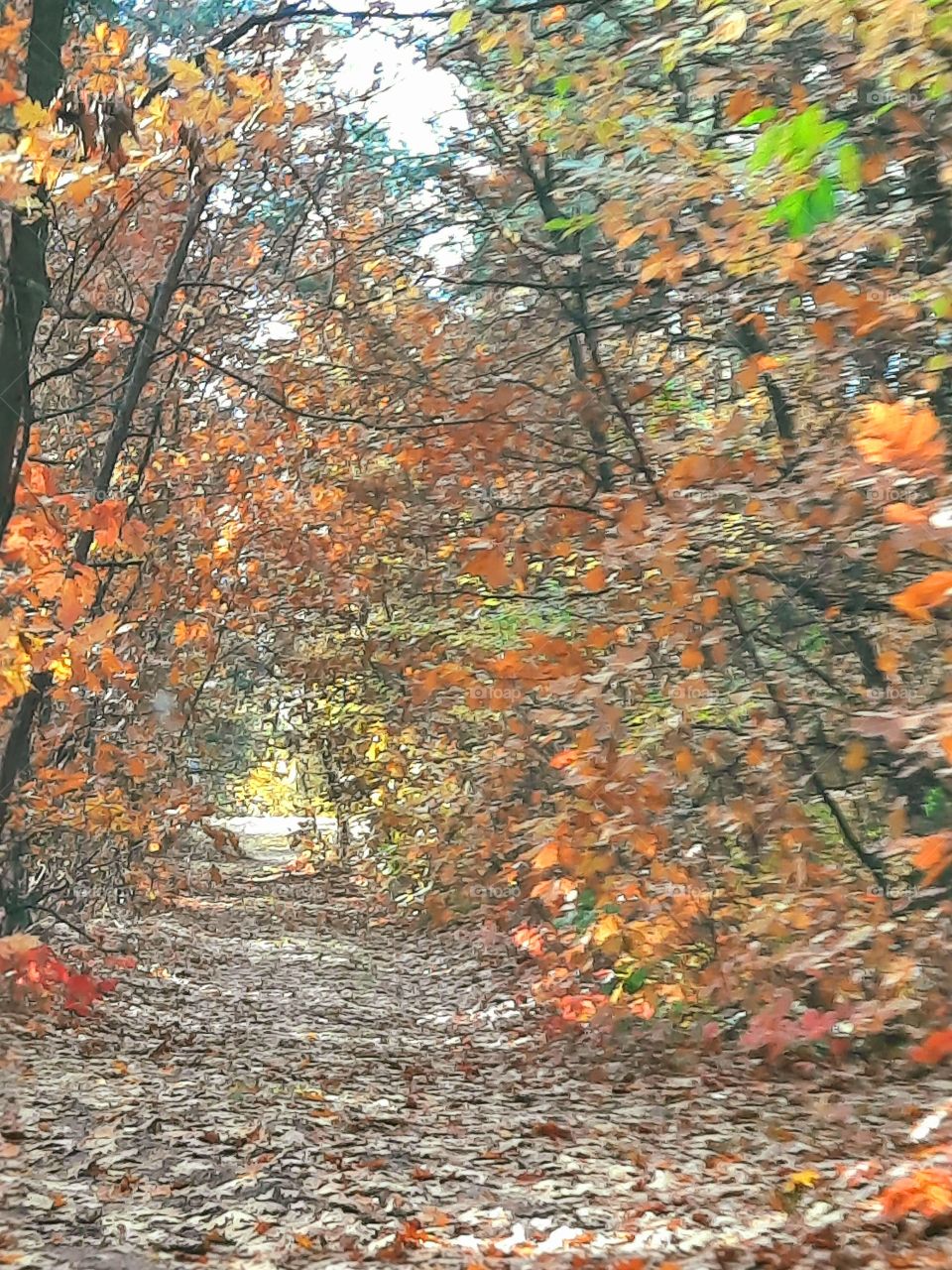 autumn in forest