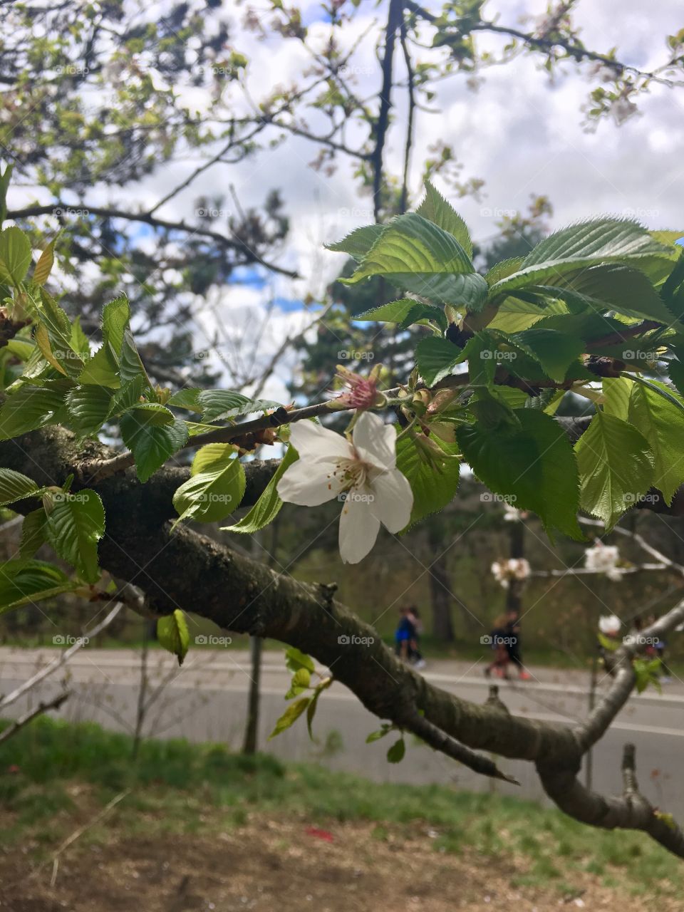 Cherry blossoms