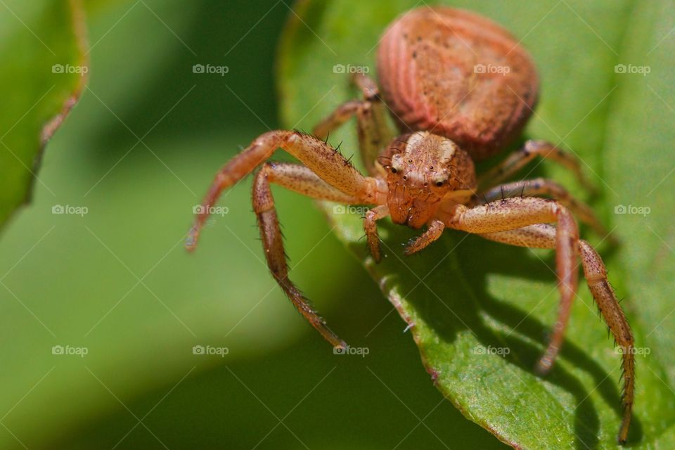 Spider on leaf