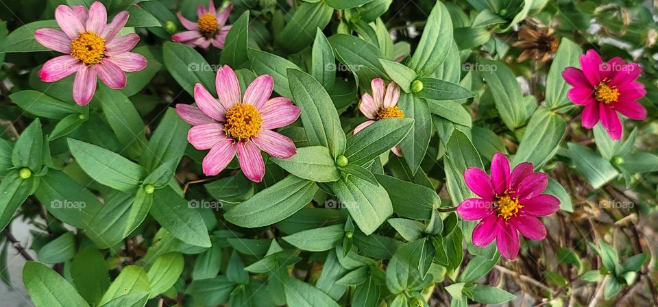 Youth-and-old-age.Zinnia angustifolia Kunth.