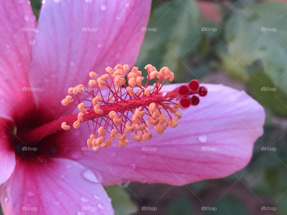 Beautiful purple flower