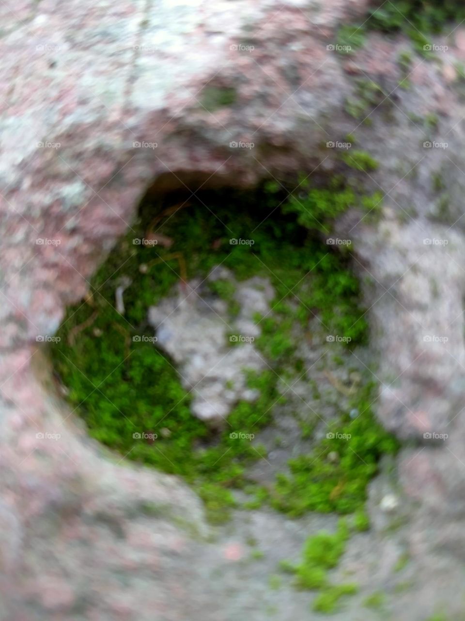 Trees grow anywhere and no one can stop them