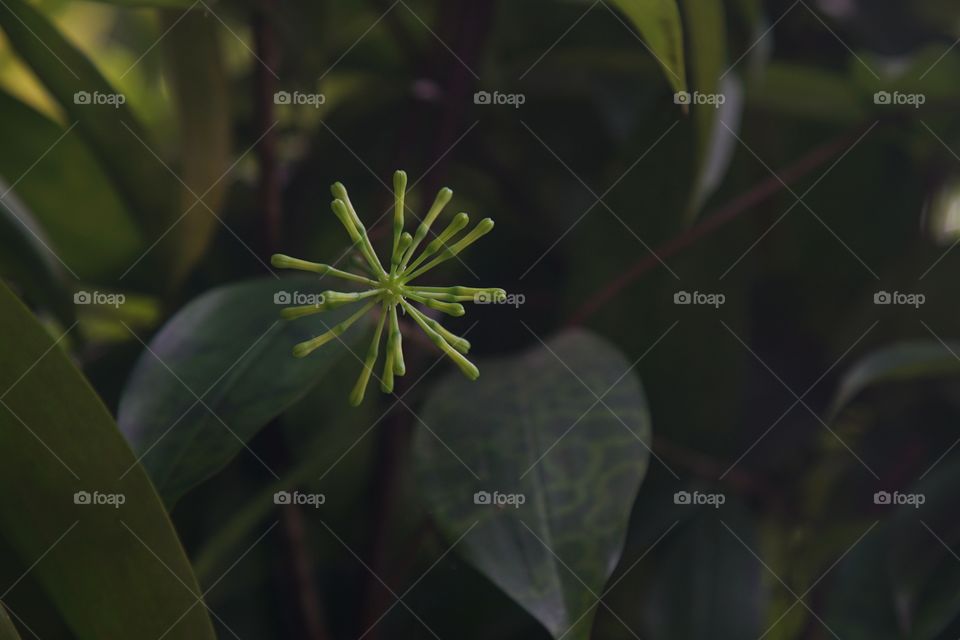 a kind of floral in the yard of the house