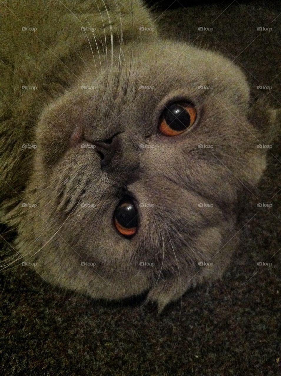 Scottish Fold Portret