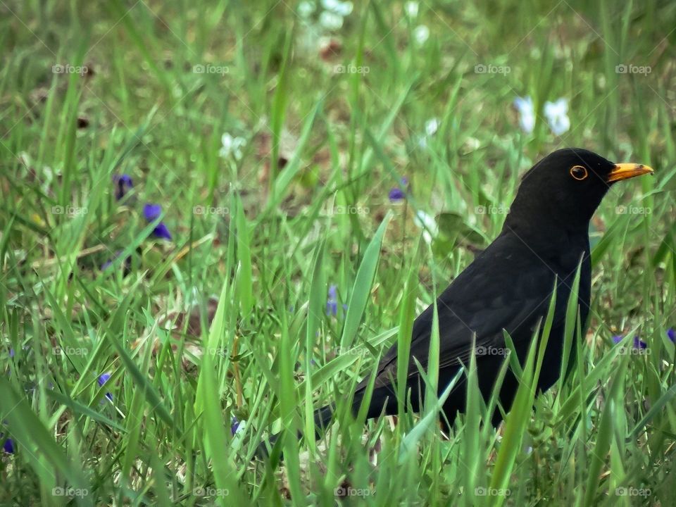 birdwatching in the park