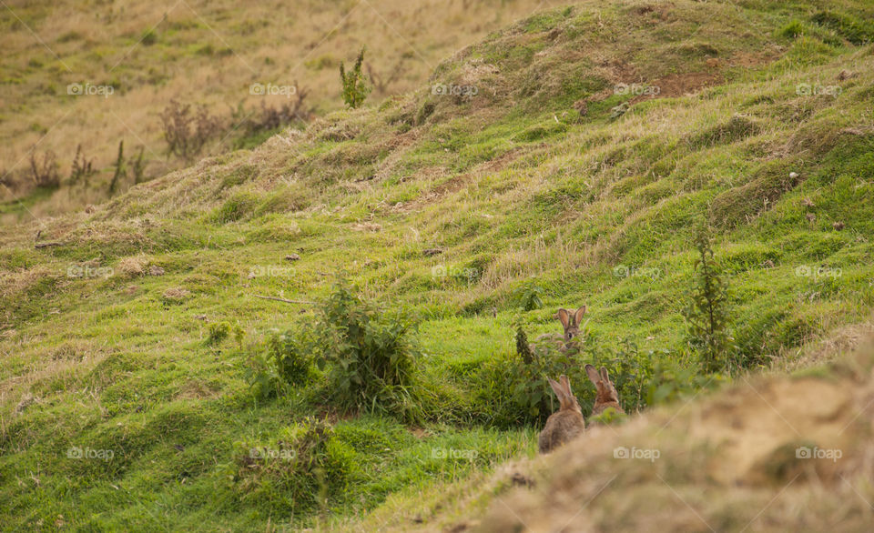 No Person, Landscape, Nature, Grass, Outdoors