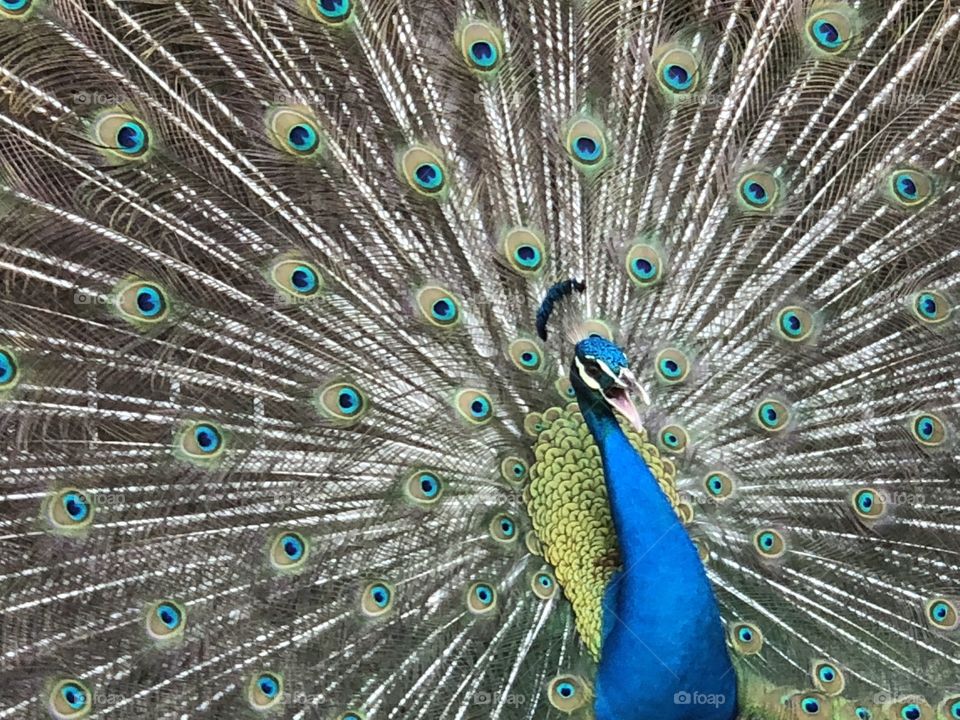Male peacock close up