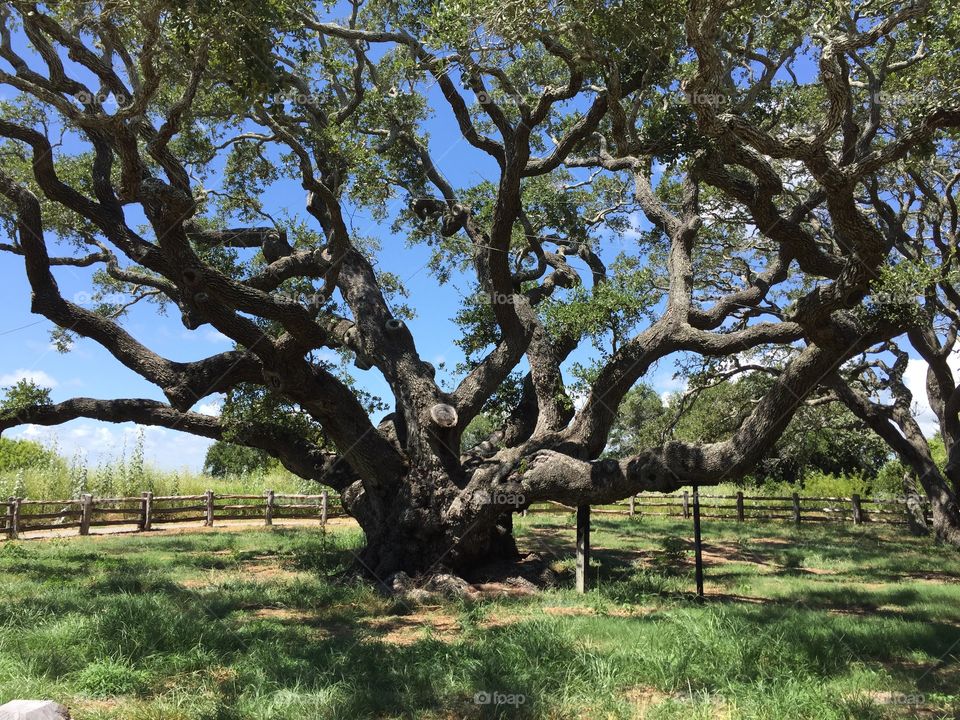The “Big Tree” located at Goose Island State Park near Rockport, TX