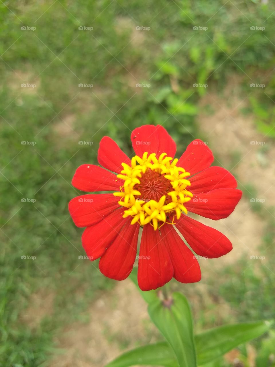 flower