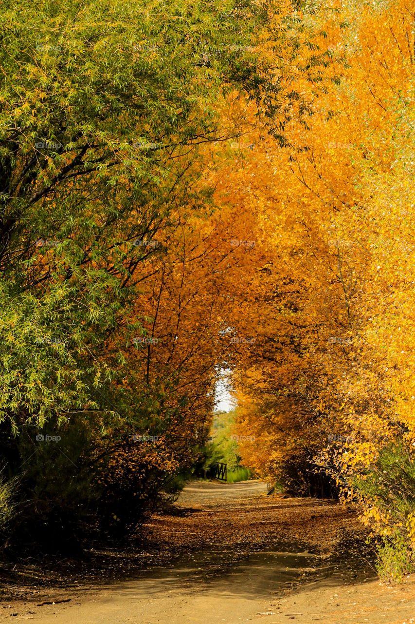 y llegó el otoño