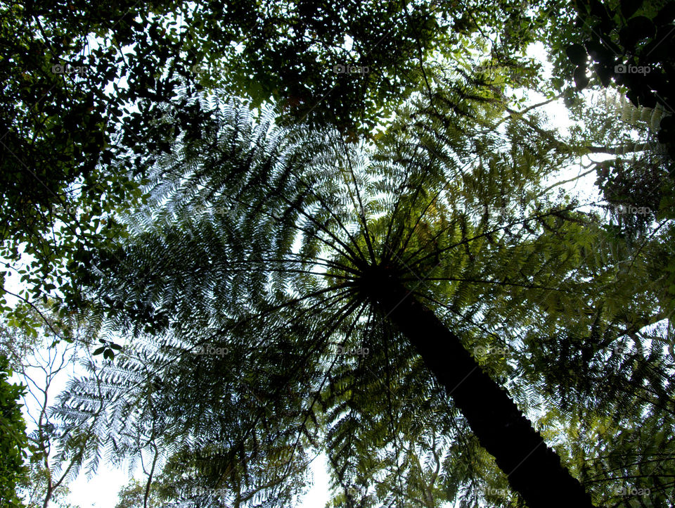 Tree and leaves