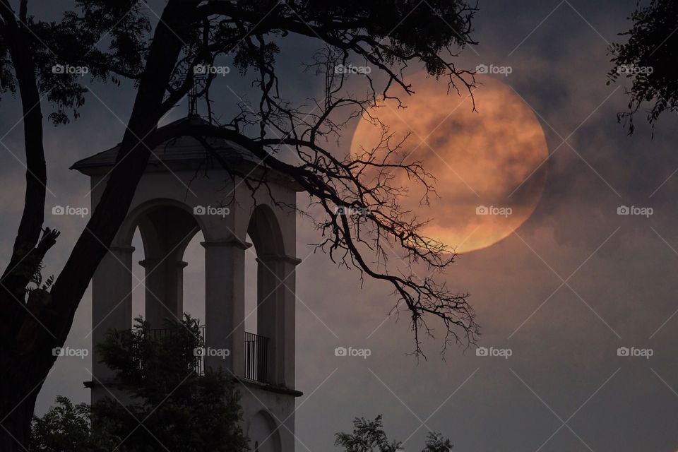 Tree branch and moon