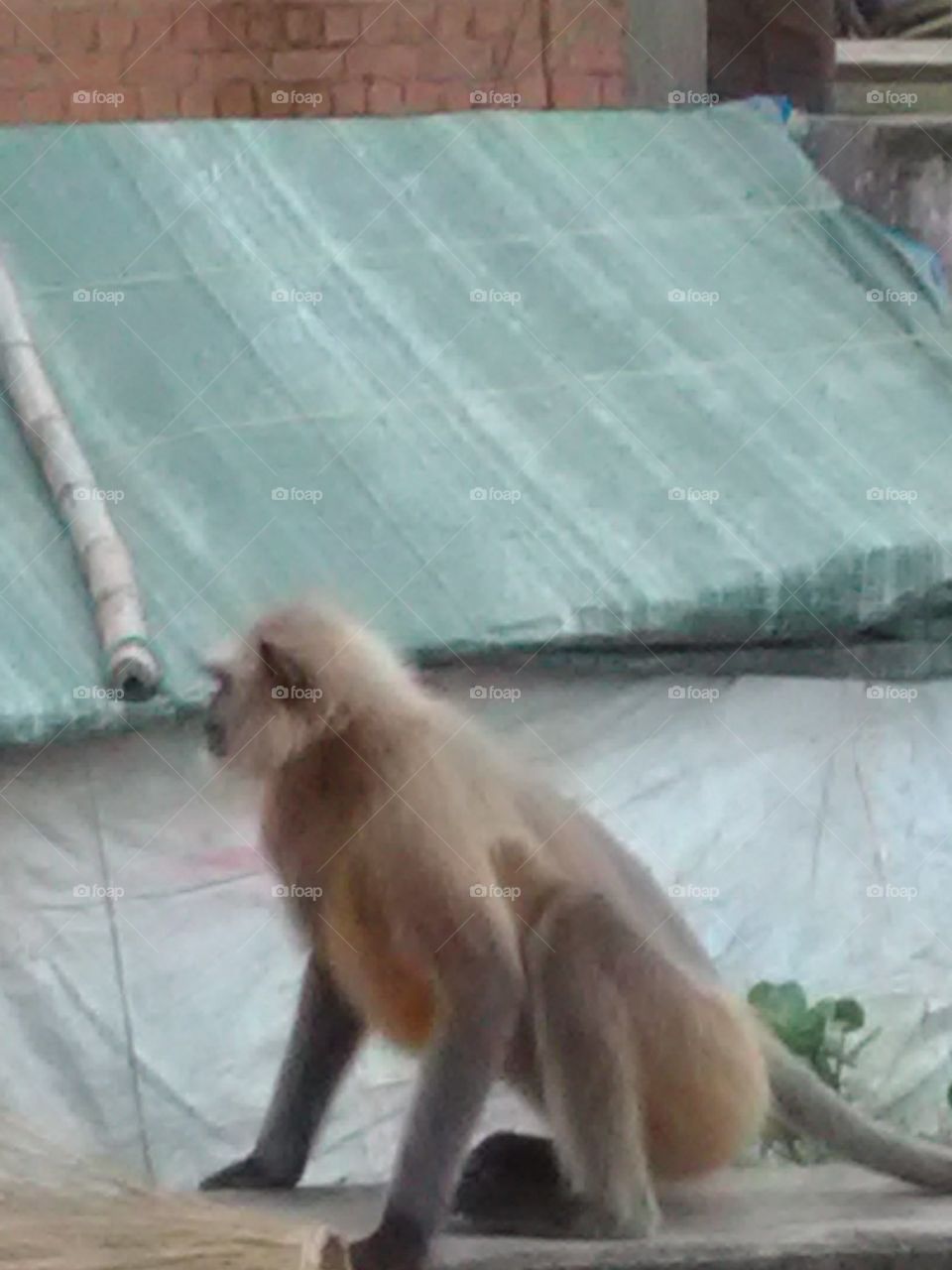 These monkeys wander from their flock to the city and they have to sweat for food here.