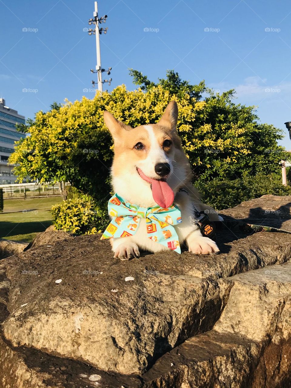 Cute corgi