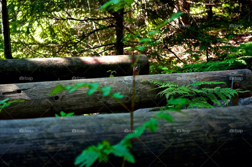 outdoors forrest logs greenery by razornuku