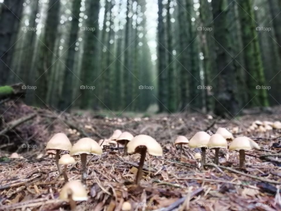 The mushroom forest
