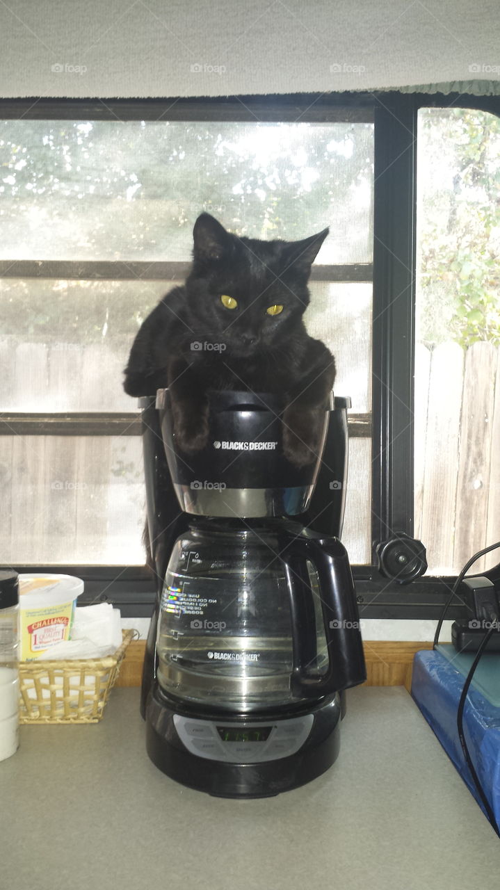 Amica loves the coffee maker!