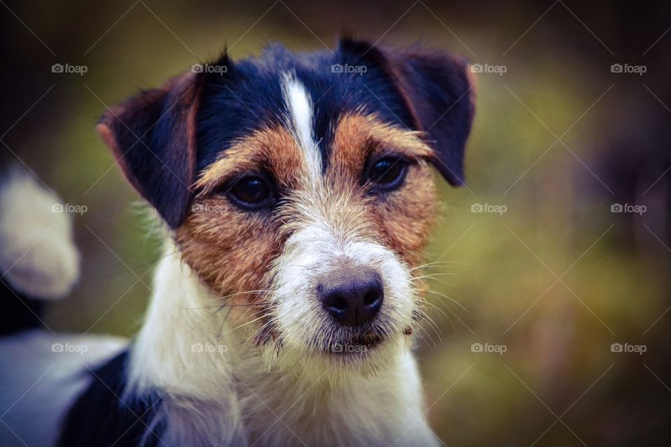 Jack russell