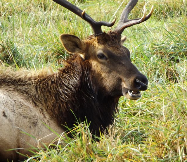 Elk