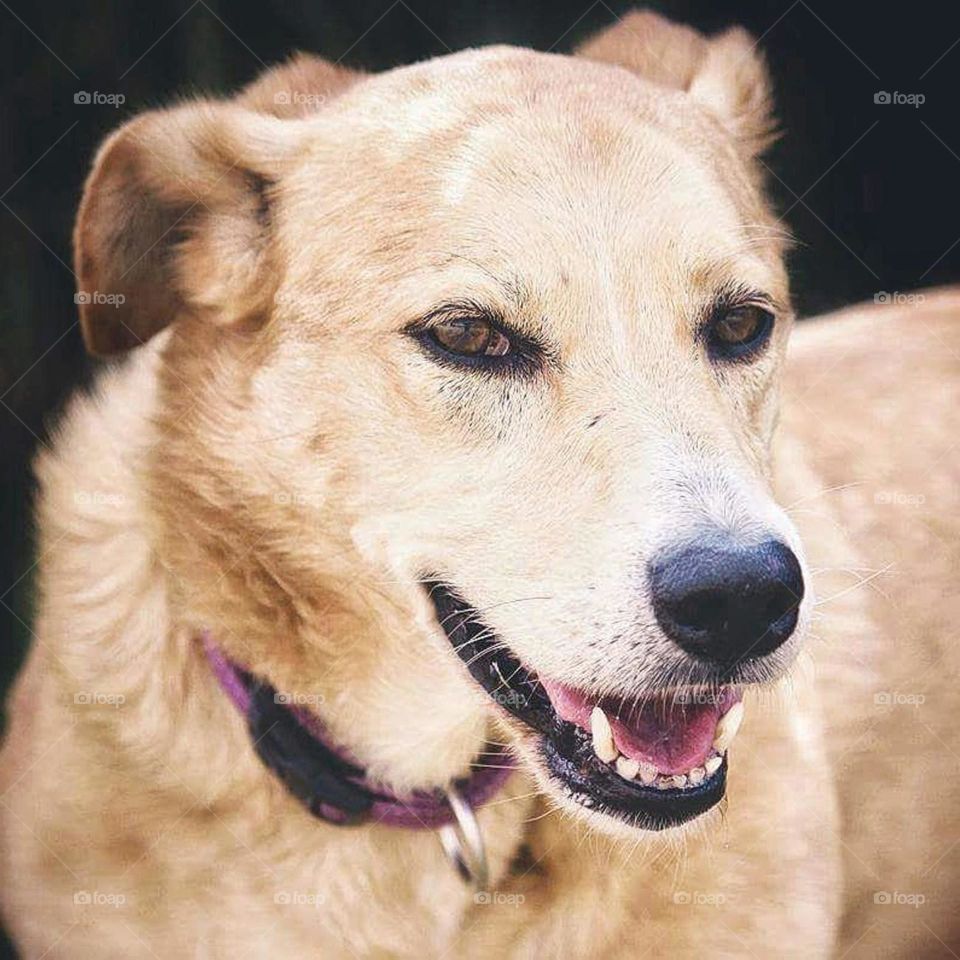 bonita mirada perruna