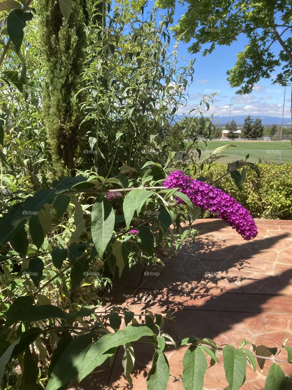 Summer butterfly flowers 