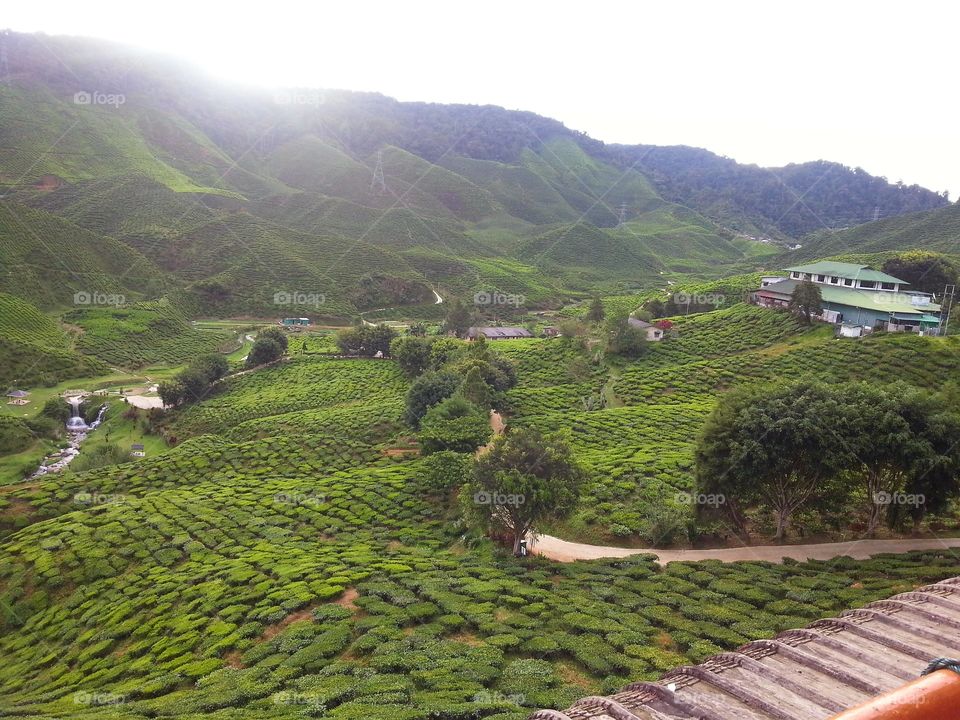 Landscape view of tea plantation